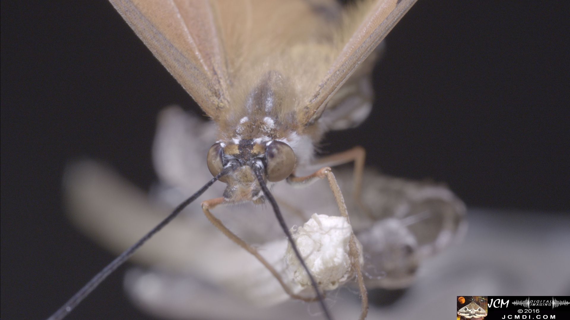 V20949 08 Gulf Fritillary Butterfly Monster FlyFace extreme macro Shots.jpg